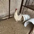 ديك الوان ابيض مشروط
