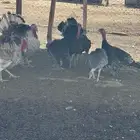 دجاج رومي