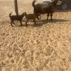 معزاء متابيع ودفيع