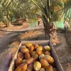 تمر منصيف خلاص وسكري من مزرعتي
