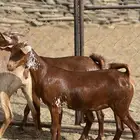 جفار دهم تأسيس مراح