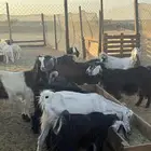 تيوس جفار عارضيات حليب دفيع