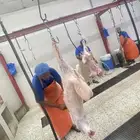 ذبايح نعيم فاخره تمايم وثلاجه