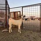 جفره للبيع
