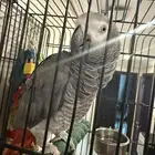 ببغاء كاسكوا اليف متكلم