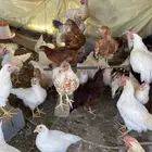 المدينه المنوره الرذايا