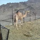 بكرة جذعة حايل و طيبه - بكره