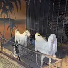 ماعز هولندي مهجن 7 سلالات نوادر