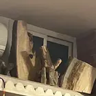 مطلوب أعواد طرفه للتسوير