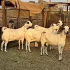 معزا بيشيات صنف