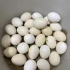بيض بلدي