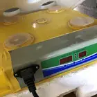 فقسه
