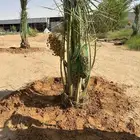 توريد وتركيب نخل لجميع المناطق مثمر