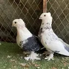 حمام