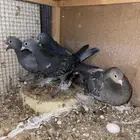 للبيع زوج صنعاني بإنتاجه