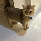 سكوتش ستريت