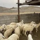 طليان ورخال