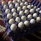بيض دجاج بلدي مخصب