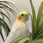 طير كروان مفقود