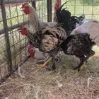 ديوك للبيع