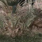 اصنى نخيل لبيع