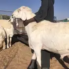 فحل عمر 7 شهور