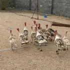 دجاج رومي