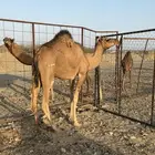 بكرة حمرا لقية