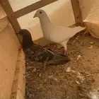 حمام وحده زاجل البيضا والثانيه بلدي البيضا انثى والصغير ذكر