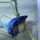 Large male and female betta fish