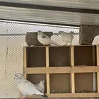 6 حمام باكستاني ازاوج نيه صدقه لوجه الله