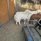 طليان حري مقفله شحم