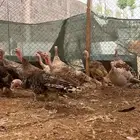 ديك رومي ودجاج