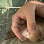 تيوس جنوبيه صنف فحول