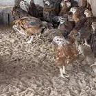 صوص دجاج فرنسي احمر