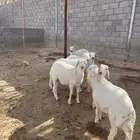 طليان