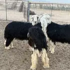 طليان نجد ذبايح