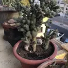صبار شوكي