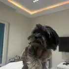 كلبة يوركشاير بيور حجم صغير للبيع