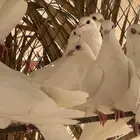 حمام فرنسي 30 جوز توب