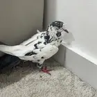 وش نوع الحمامه ذي