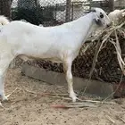 مشروع بيشي صنف الصنف