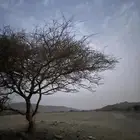 مطلوب كامري
