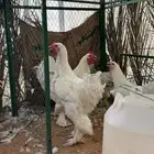 براهما الماني بيور مستوى جبار