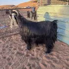 عنزين عوارض دفيع شرط