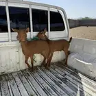 بهم دهم للبيع