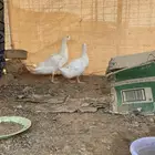 بط بكيني