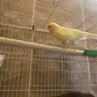 زوج كناري