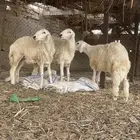 رخال حريه صنف الصنف