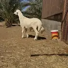 مشروع فحل حري